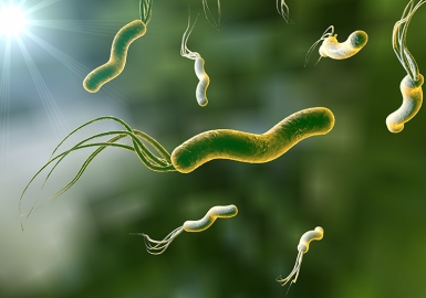 Helicobacter Pylori – Cơn Đại Dịch Của Nhân Loại